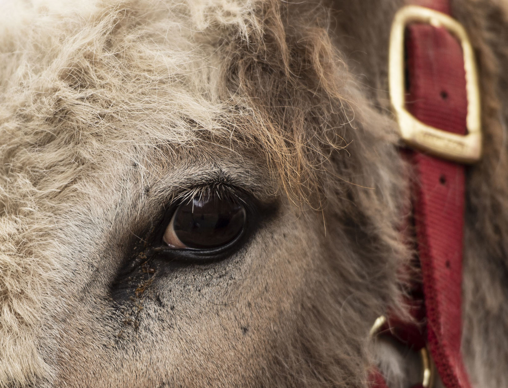 062419-news-DonkeyDerby 11.jpg